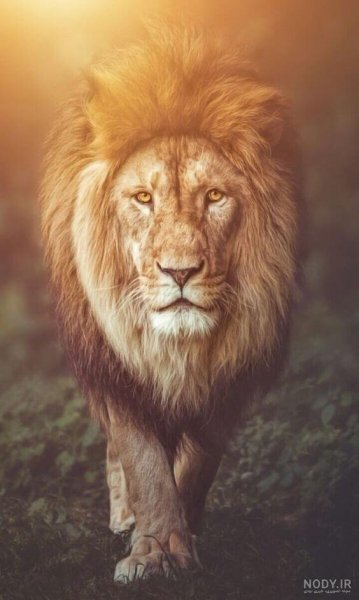  عکس شیر پرسپولیس با تاج