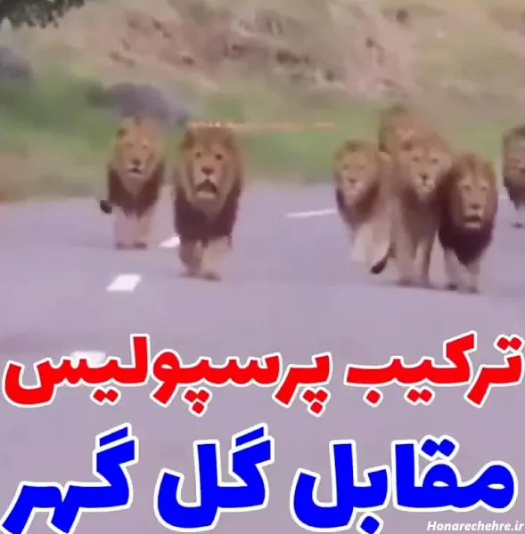  عکس پرسپولیس شیر خفن