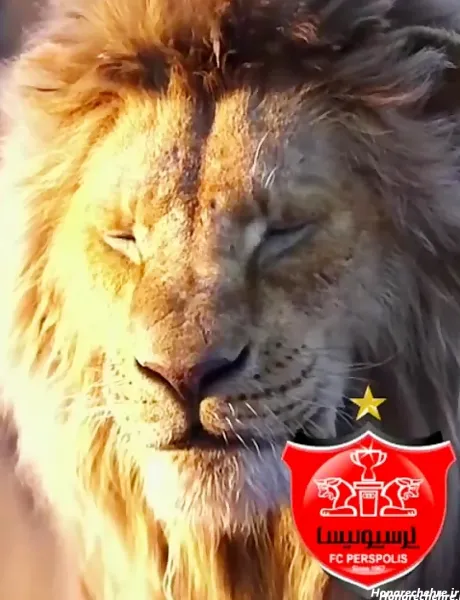  عکس پرسپولیس شیر خفن