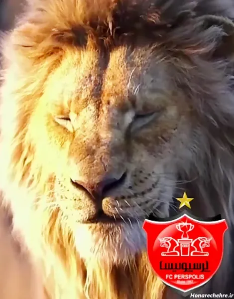  عکس شیر پرسپولیس جدید