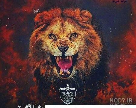  عکس پس زمینه پرسپولیس شیر