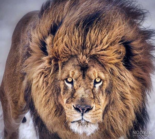  عکس پس زمینه پرسپولیس شیر