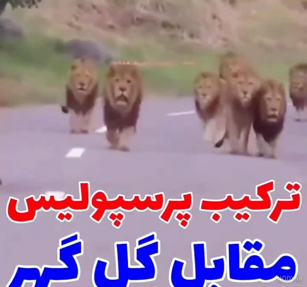  عکس پس زمینه پرسپولیس شیر