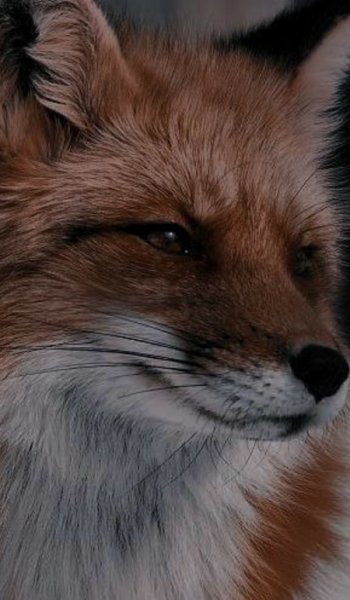  عکس برای استوری