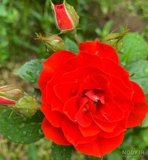 عکس گل و منظره زیبا برای پروفایل