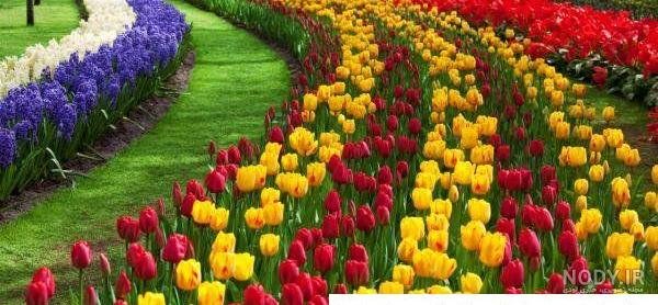  عکس گل و منظره زیبا برای پروفایل