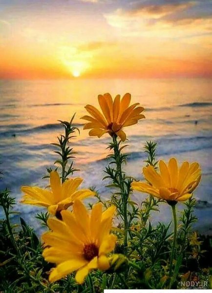  عکس گل و منظره زیبا برای پروفایل