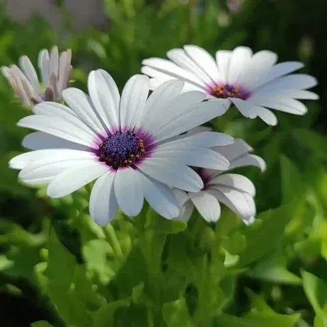  عکس گل و منظره زیبا برای پروفایل