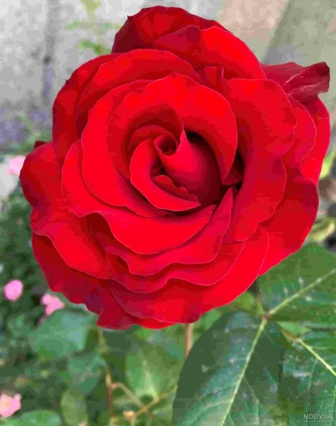  عکس گل و منظره زیبا برای پروفایل