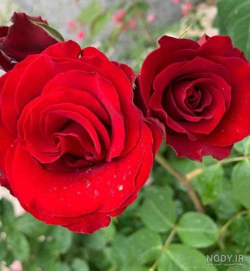  عکس گل و منظره زیبا برای پروفایل