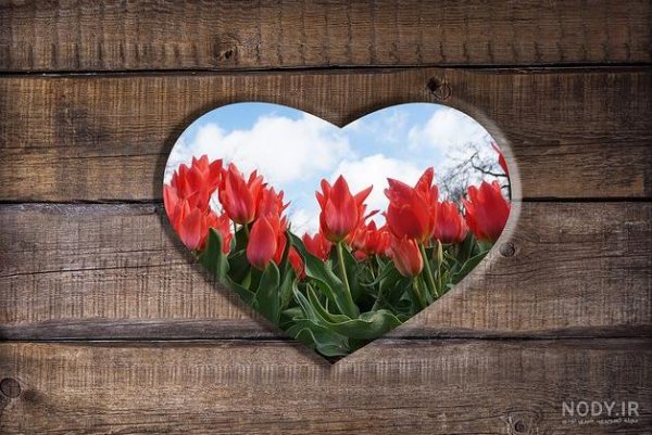  عکس گل و منظره زیبا برای پروفایل