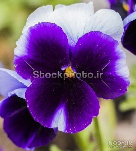  عکس گل و منظره زیبا برای پروفایل