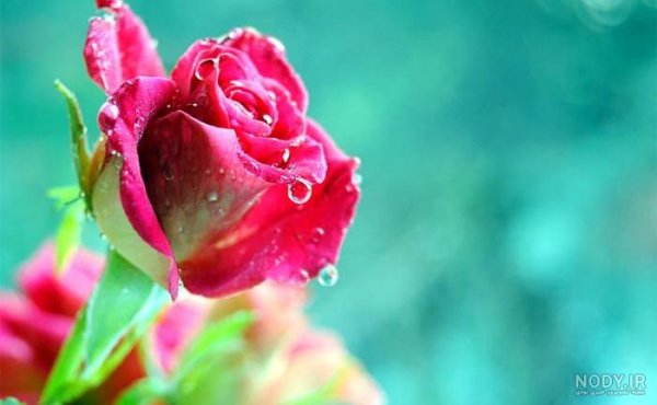  عکس گل و منظره زیبا برای پروفایل