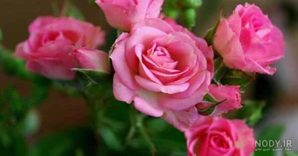  عکس گل و منظره زیبا برای پروفایل