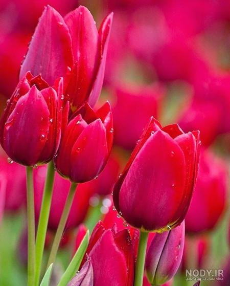  عکس گل و منظره زیبا برای پروفایل