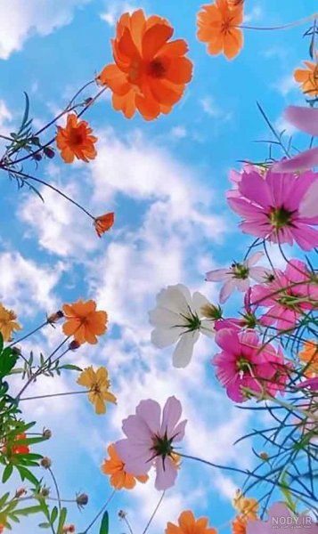  عکس گل و منظره زیبا برای پروفایل