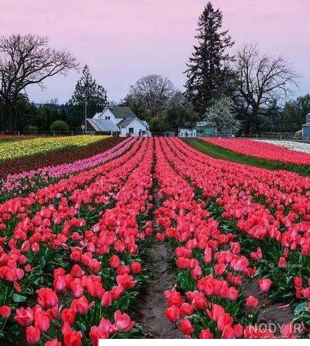  عکس گل و منظره زیبا برای پروفایل