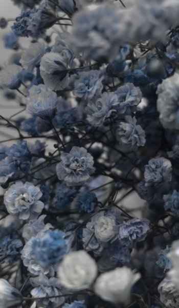  عکس گل های زیبای جهان