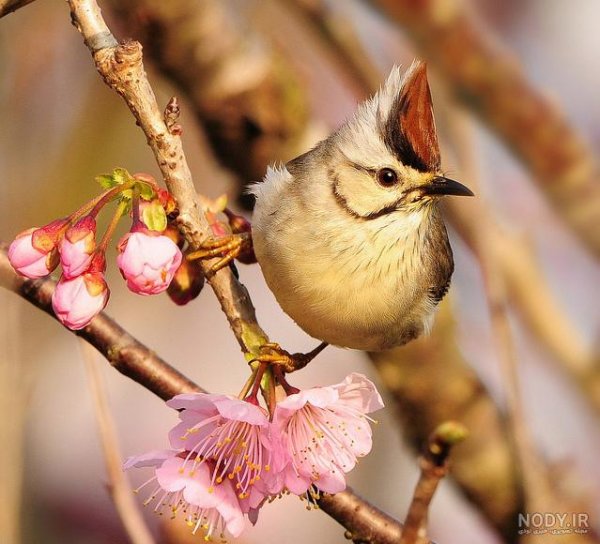 عکس گل و بلبل برای پروفایل