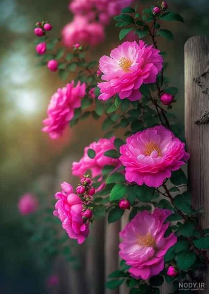  عکس گل و بلبل برای پروفایل