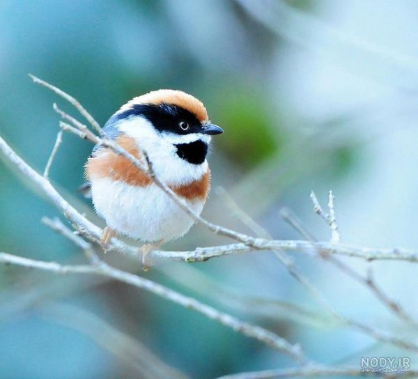  عکس گل و بلبل برای پروفایل