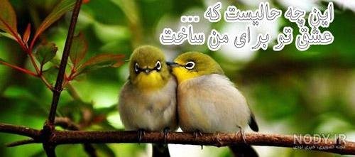  عکس گل و بلبل برای پروفایل