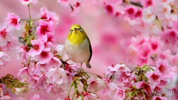  عکس گل و بلبل برای پروفایل