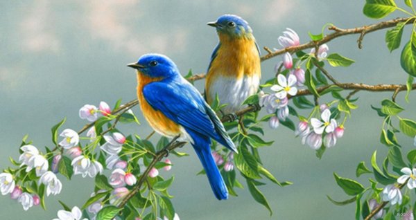  عکس گل و بلبل برای پروفایل