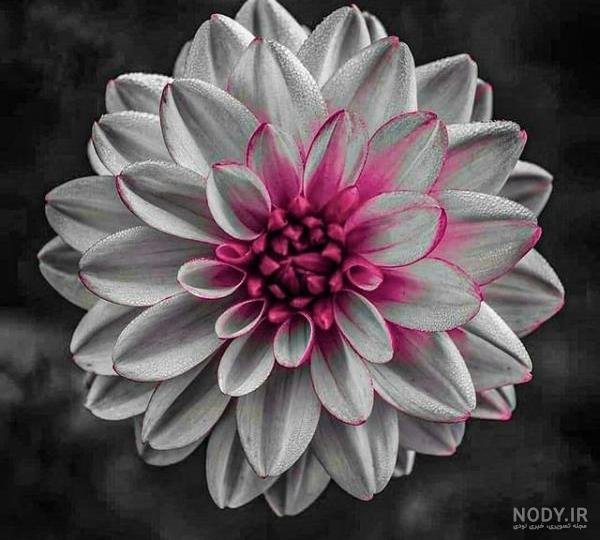  عکس گل و بلبل برای پروفایل