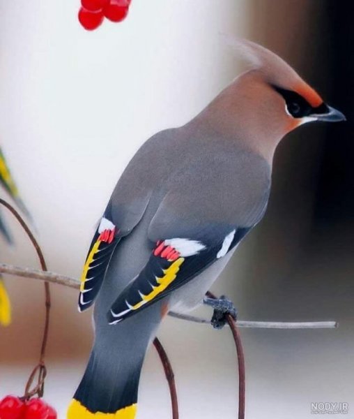  عکس گل و بلبل برای پروفایل