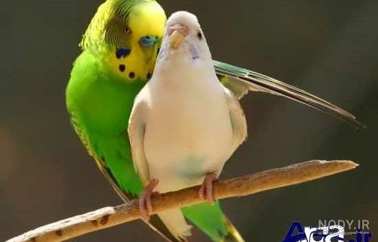  عکس گل و بلبل برای پروفایل