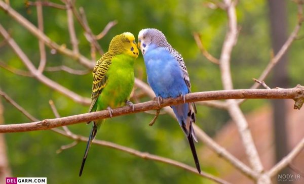  عکس گل و بلبل برای پروفایل