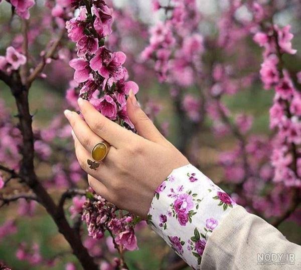  عکس گل و بلبل برای پروفایل