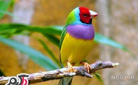  عکس گل و بلبل برای پروفایل