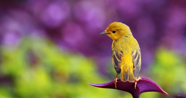  عکس گل و بلبل برای پروفایل