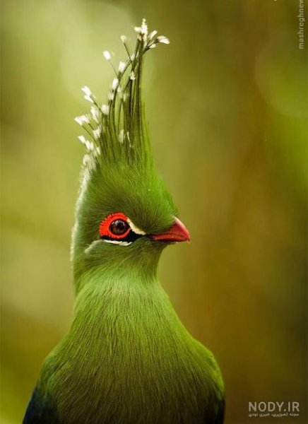  عکس گل و بلبل برای پروفایل