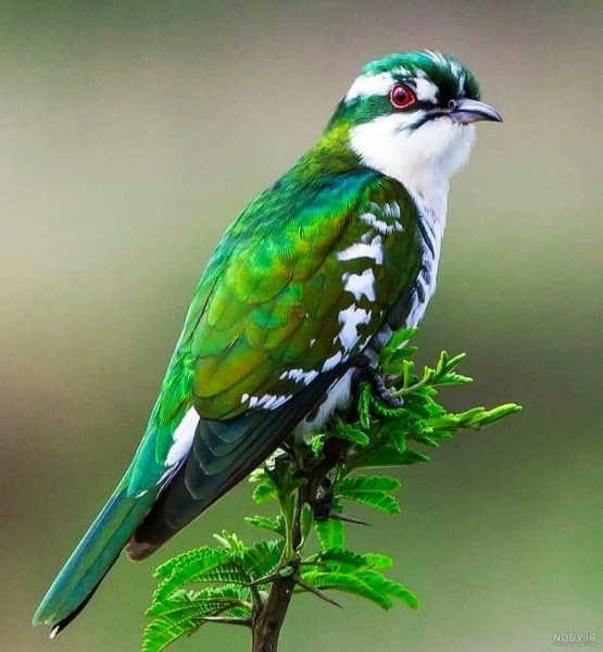  عکس گل و بلبل برای پروفایل