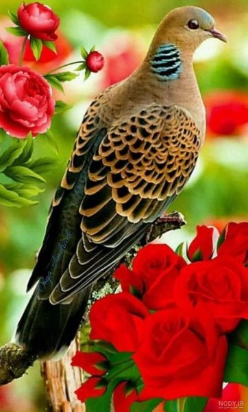  عکس گل و بلبل برای پروفایل