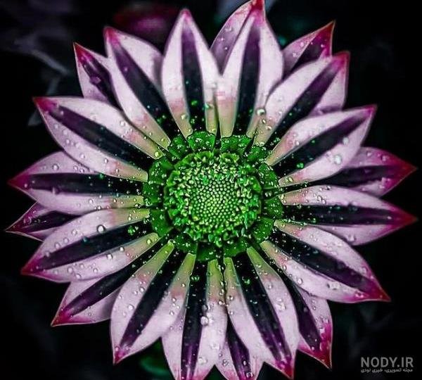  عکس گل و بلبل برای پروفایل