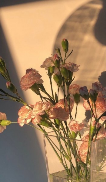  عکس زیباترین گل جهان واقعی