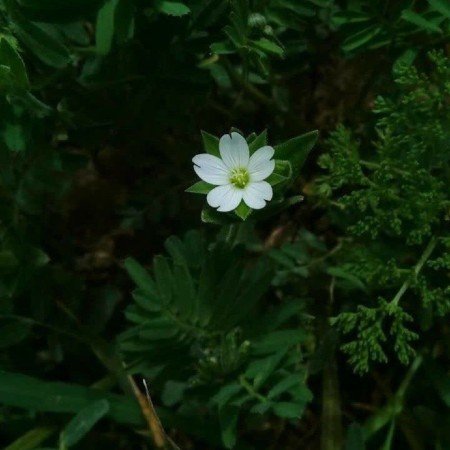  عکس گل طبیعی برای پروفایل