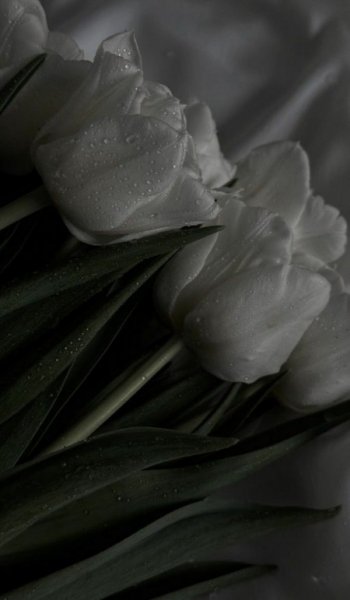  عکس گل طبیعی برای پروفایل