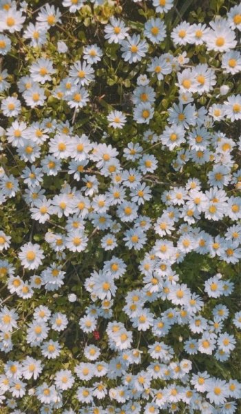  عکس گل طبیعی برای پروفایل