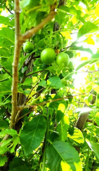 عکس طبیعت واقعی برای استوری