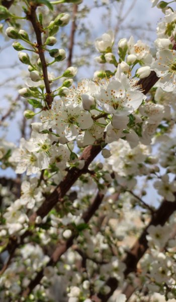  عکس طبیعت واقعی