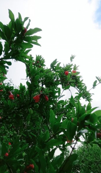  عکس طبیعت واقعی