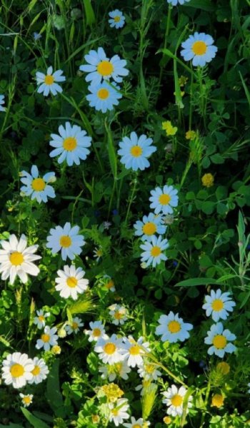  عکس طبیعت واقعی