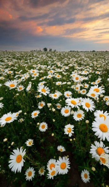  عکس طبیعت واقعی