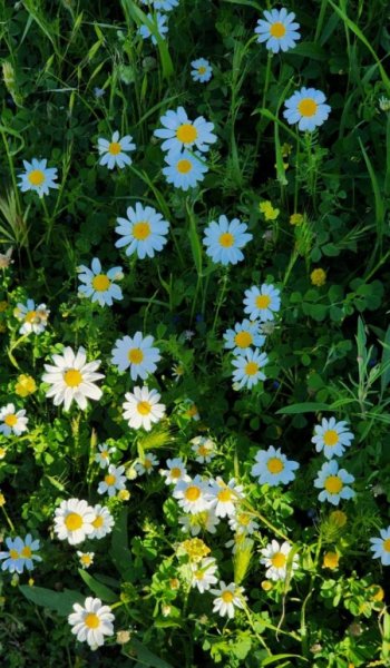  عکس طبیعت واقعی برای استوری