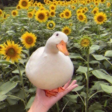  عکس طبیعت واقعی برای استوری